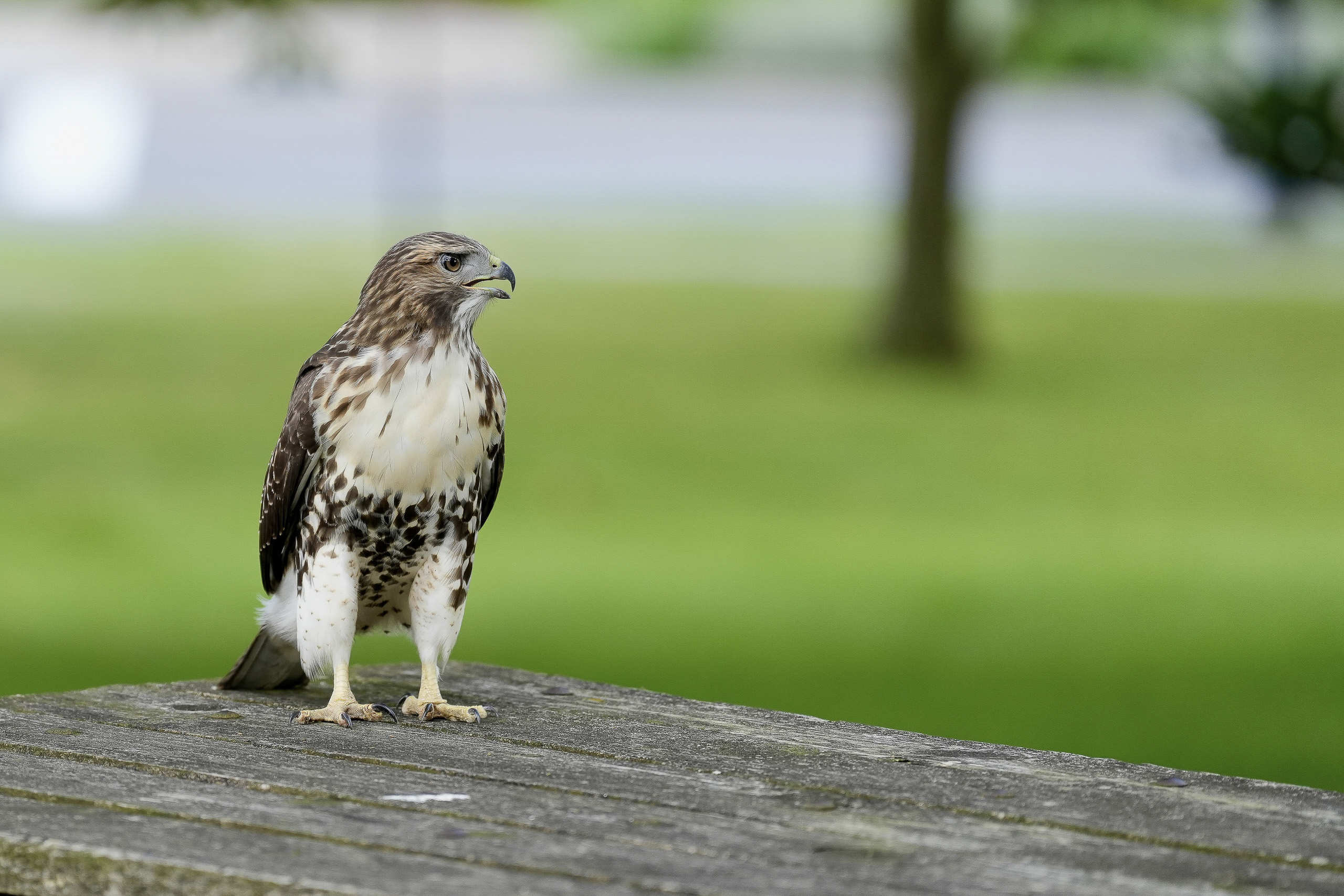 Red-tailed Hawks N1 and N2